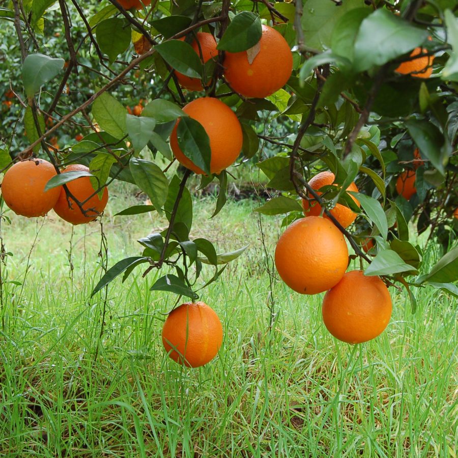 Naranjas ecológicas Caja de 9,5 kg  = 2,63€/kg)