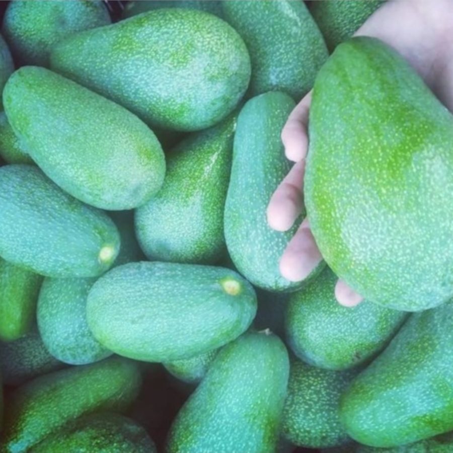 Avocat Hass bio « DE SAISON » DE MÁLAGA (ANDALOUSIE) 9,5 kg = 5,57 €/kg
