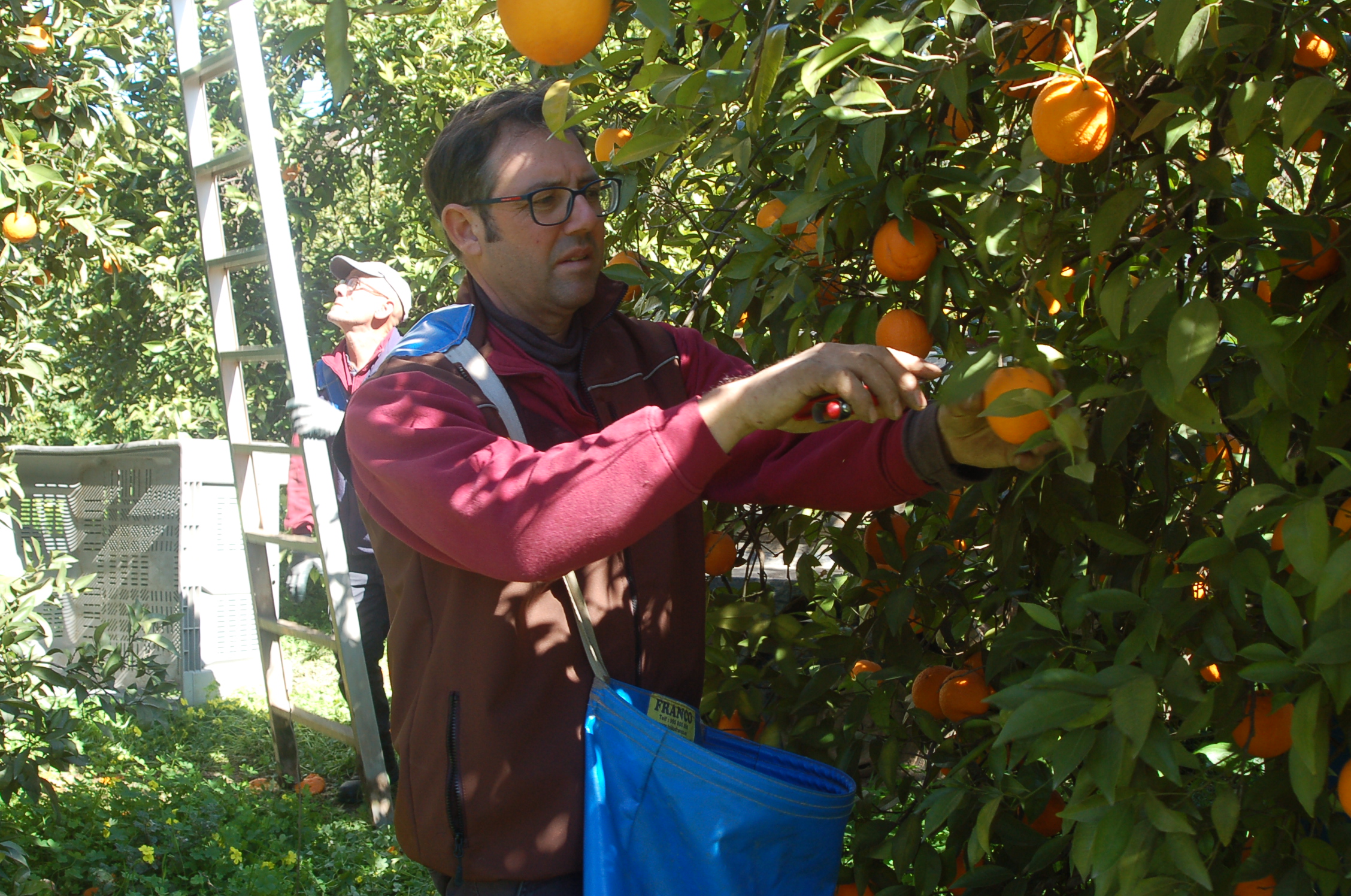 César - Oranges biologiques