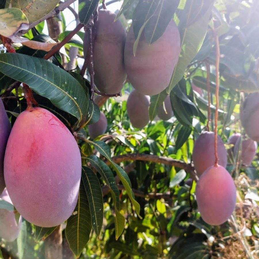 Mangos ecológicos 9,5 kg "AGOTADO"